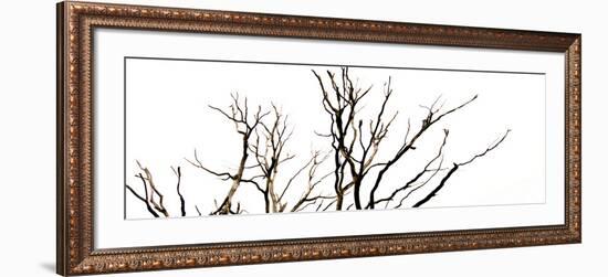 Branches on White Background-Clive Nolan-Framed Photographic Print