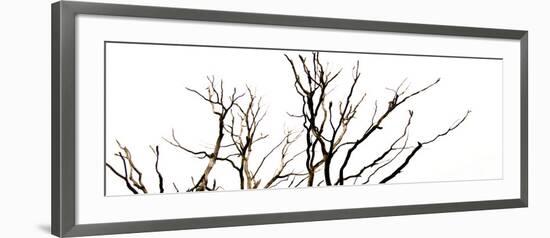 Branches on White Background-Clive Nolan-Framed Photographic Print