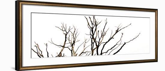 Branches on White Background-Clive Nolan-Framed Photographic Print