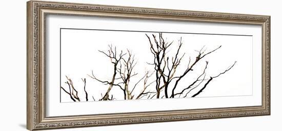 Branches on White Background-Clive Nolan-Framed Photographic Print