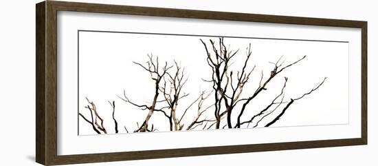 Branches on White Background-Clive Nolan-Framed Photographic Print