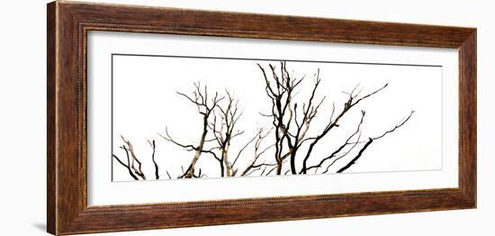 Branches on White Background-Clive Nolan-Framed Photographic Print