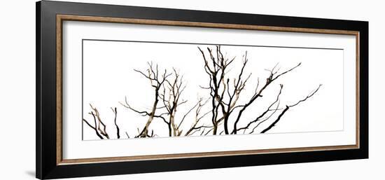 Branches on White Background-Clive Nolan-Framed Photographic Print