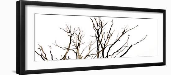 Branches on White Background-Clive Nolan-Framed Photographic Print