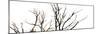 Branches on White Background-Clive Nolan-Mounted Photographic Print