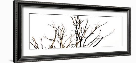 Branches on White Background-Clive Nolan-Framed Photographic Print