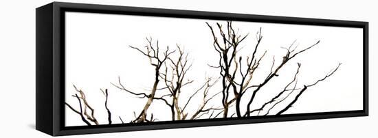 Branches on White Background-Clive Nolan-Framed Premier Image Canvas