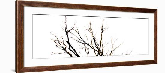 Branches on White Background-Clive Nolan-Framed Photographic Print