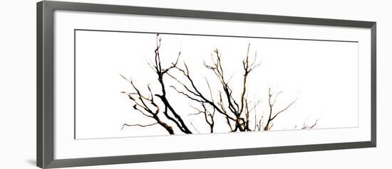 Branches on White Background-Clive Nolan-Framed Photographic Print