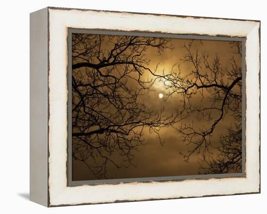 Branches Surrounding Harvest Moon-Robert Llewellyn-Framed Premier Image Canvas