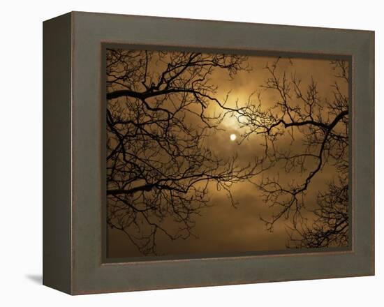 Branches Surrounding Harvest Moon-Robert Llewellyn-Framed Premier Image Canvas