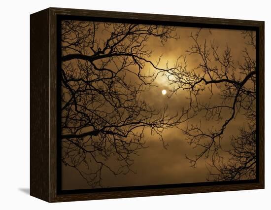 Branches Surrounding Harvest Moon-Robert Llewellyn-Framed Premier Image Canvas