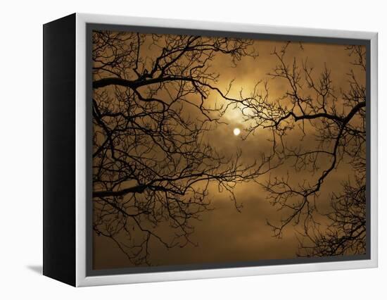 Branches Surrounding Harvest Moon-Robert Llewellyn-Framed Premier Image Canvas