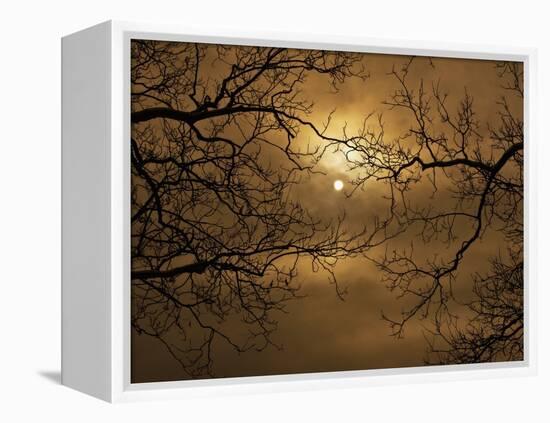 Branches Surrounding Harvest Moon-Robert Llewellyn-Framed Premier Image Canvas