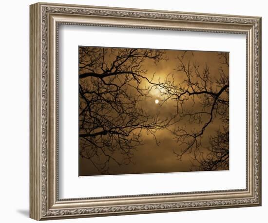 Branches Surrounding Harvest Moon-Robert Llewellyn-Framed Premium Photographic Print