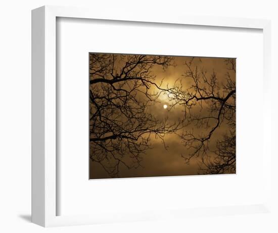 Branches Surrounding Harvest Moon-Robert Llewellyn-Framed Premium Photographic Print