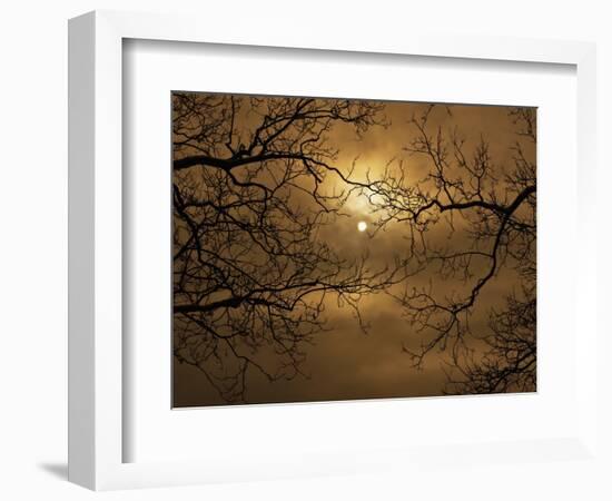 Branches Surrounding Harvest Moon-Robert Llewellyn-Framed Premium Photographic Print