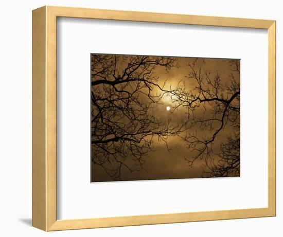 Branches Surrounding Harvest Moon-Robert Llewellyn-Framed Premium Photographic Print