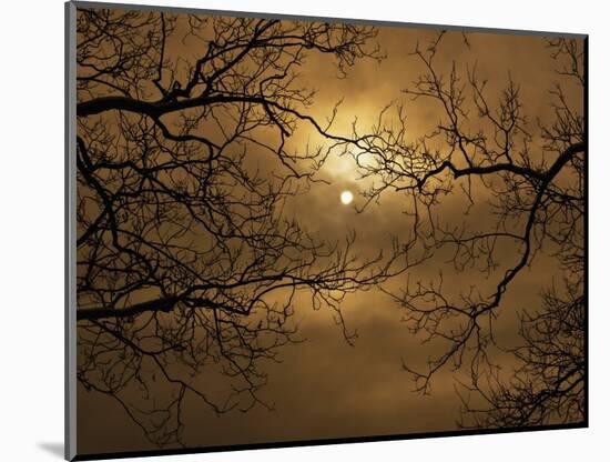 Branches Surrounding Harvest Moon-Robert Llewellyn-Mounted Premium Photographic Print