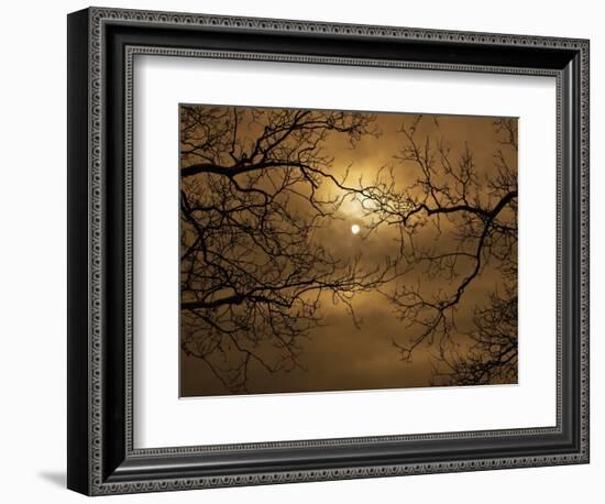 Branches Surrounding Harvest Moon-Robert Llewellyn-Framed Premium Photographic Print