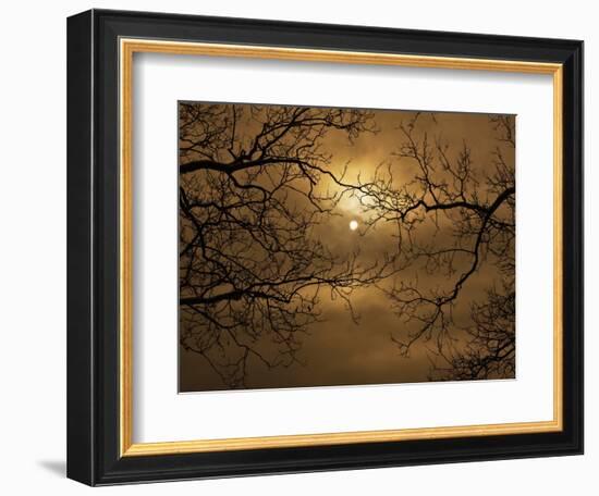 Branches Surrounding Harvest Moon-Robert Llewellyn-Framed Premium Photographic Print