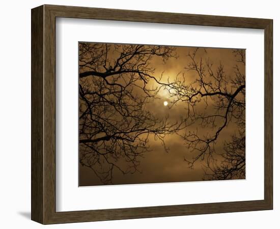 Branches Surrounding Harvest Moon-Robert Llewellyn-Framed Photographic Print