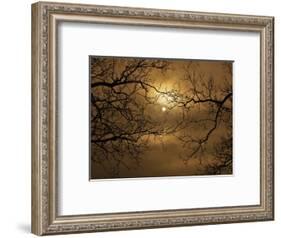 Branches Surrounding Harvest Moon-Robert Llewellyn-Framed Photographic Print