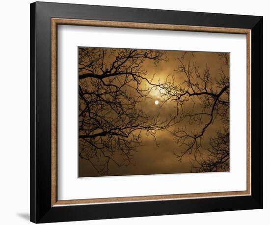 Branches Surrounding Harvest Moon-Robert Llewellyn-Framed Photographic Print