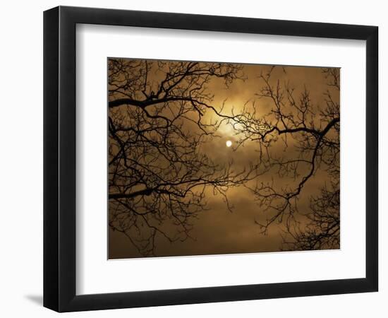 Branches Surrounding Harvest Moon-Robert Llewellyn-Framed Photographic Print