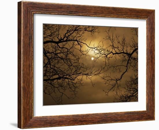 Branches Surrounding Harvest Moon-Robert Llewellyn-Framed Photographic Print