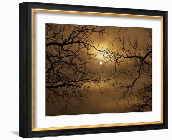 Branches Surrounding Harvest Moon-Robert Llewellyn-Framed Photographic Print