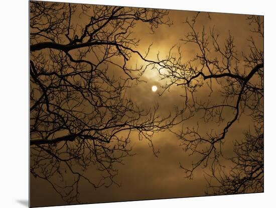 Branches Surrounding Harvest Moon-Robert Llewellyn-Mounted Photographic Print