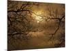 Branches Surrounding Harvest Moon-Robert Llewellyn-Mounted Photographic Print