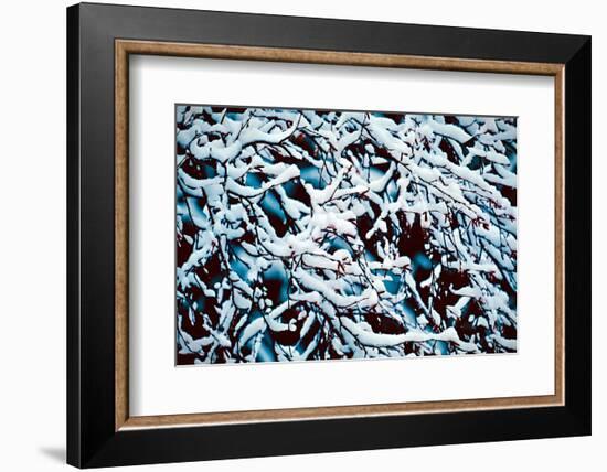 Branches with Snow-Ursula Abresch-Framed Photographic Print