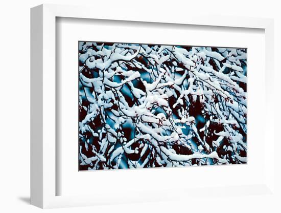 Branches with Snow-Ursula Abresch-Framed Photographic Print