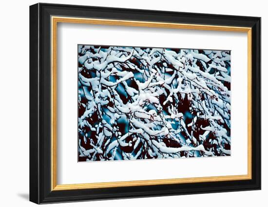 Branches with Snow-Ursula Abresch-Framed Photographic Print