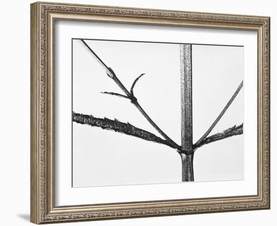 Branches-Panoramic Images-Framed Photographic Print