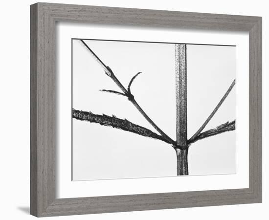 Branches-Panoramic Images-Framed Photographic Print