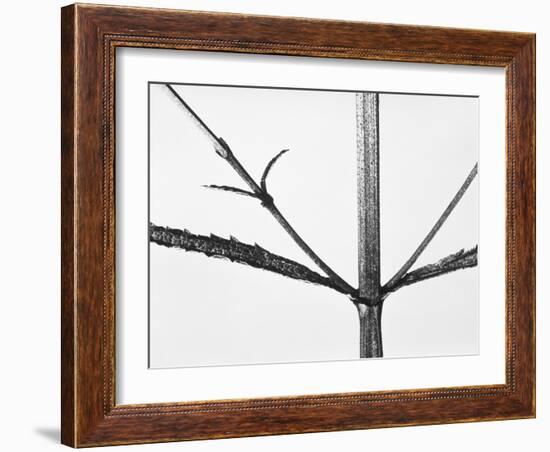 Branches-Panoramic Images-Framed Photographic Print