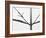 Branches-Panoramic Images-Framed Photographic Print