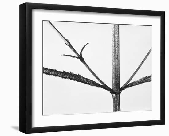 Branches-Panoramic Images-Framed Photographic Print