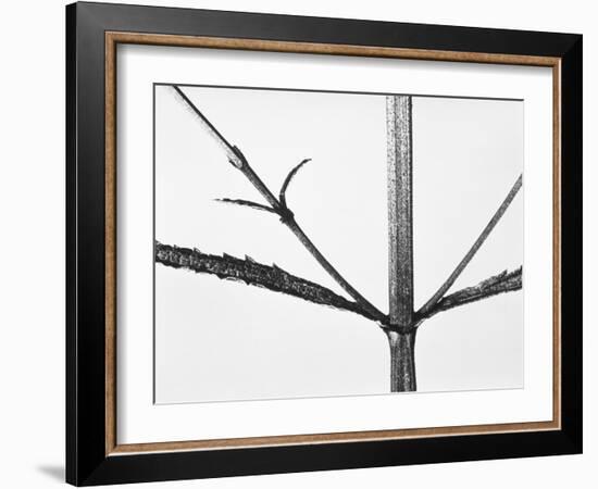 Branches-Panoramic Images-Framed Photographic Print