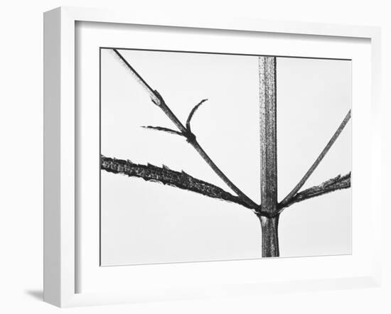 Branches-Panoramic Images-Framed Photographic Print