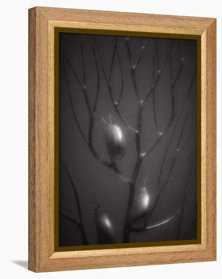 Branching Kelp-Henry Horenstein-Framed Premier Image Canvas