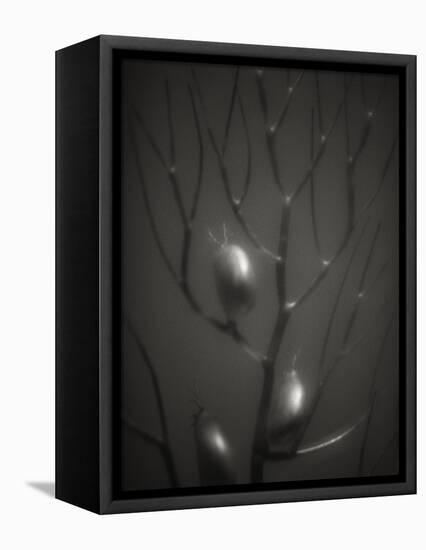 Branching Kelp-Henry Horenstein-Framed Premier Image Canvas