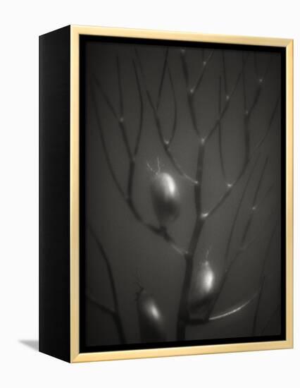 Branching Kelp-Henry Horenstein-Framed Premier Image Canvas