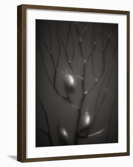 Branching Kelp-Henry Horenstein-Framed Photographic Print