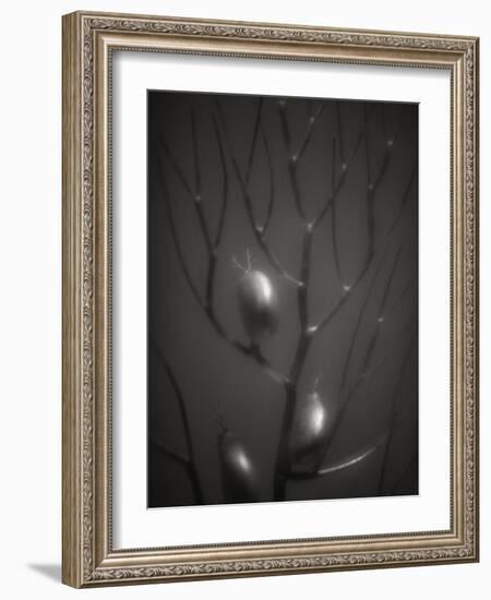 Branching Kelp-Henry Horenstein-Framed Photographic Print