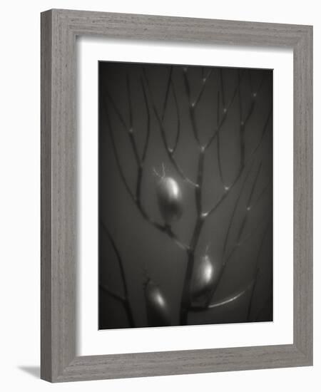 Branching Kelp-Henry Horenstein-Framed Photographic Print