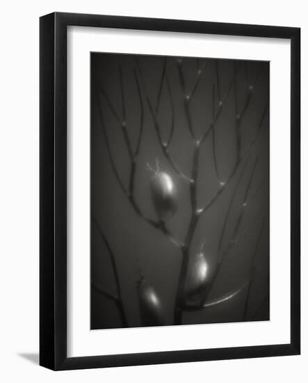 Branching Kelp-Henry Horenstein-Framed Photographic Print